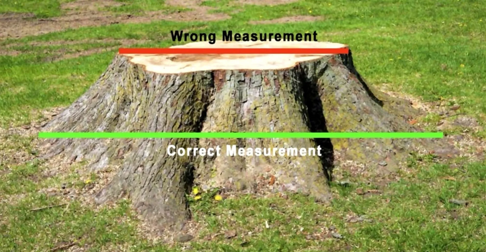 Tree stump showing the wrong measurement across the top and the correct measurement across the widest point at the base