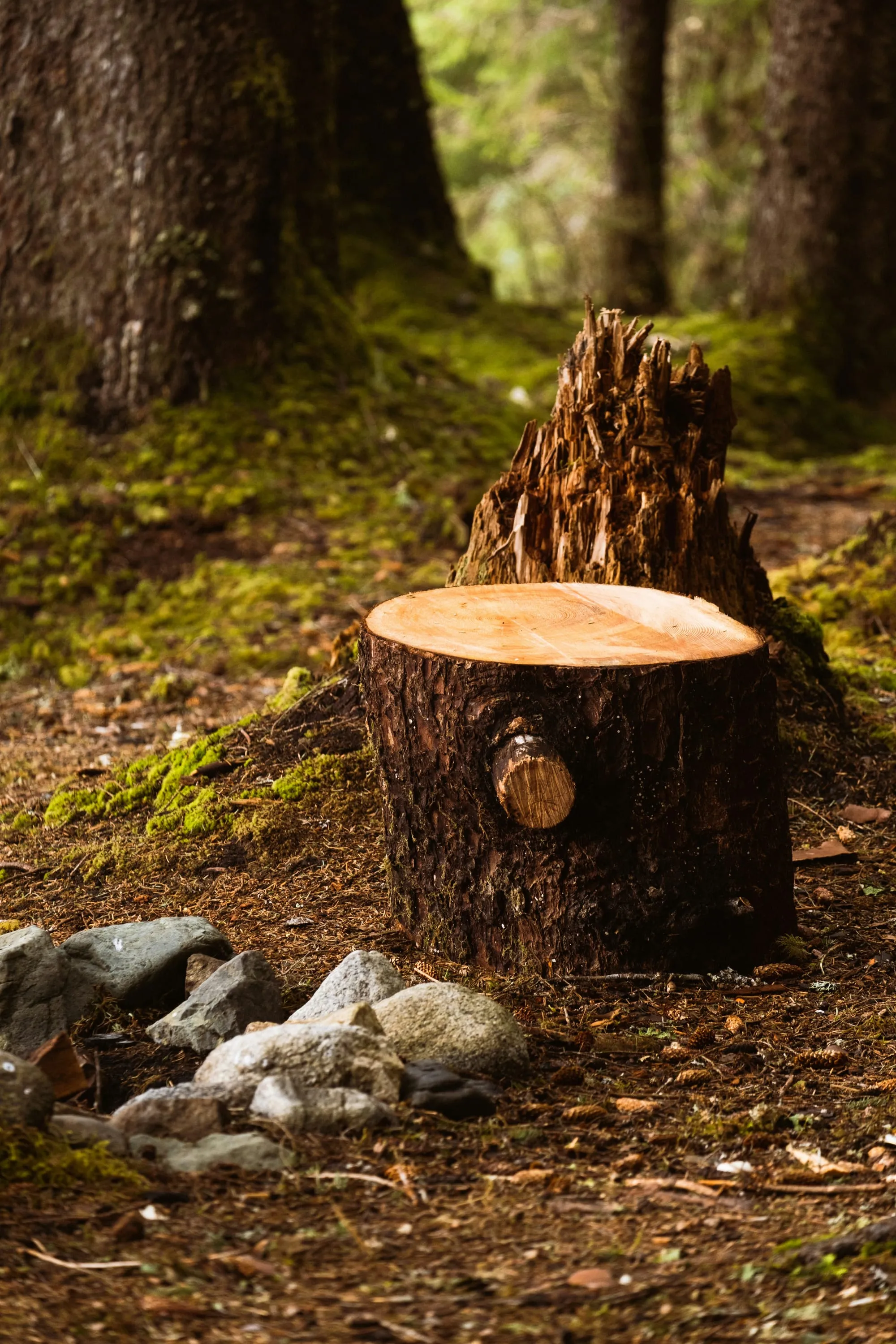 Tree stump before removal